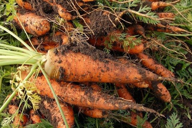 Проверенный годами надежный способ хранения моркови и свеклы