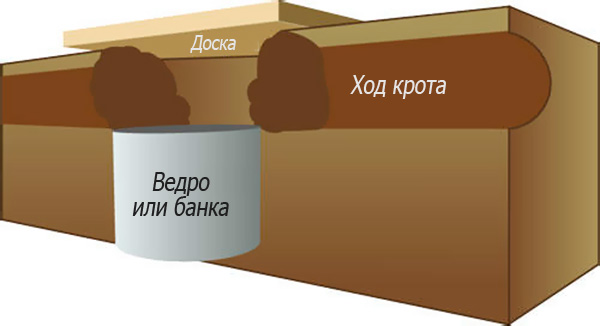 Электрическая ловушка для кротов и слепышей своими руками
