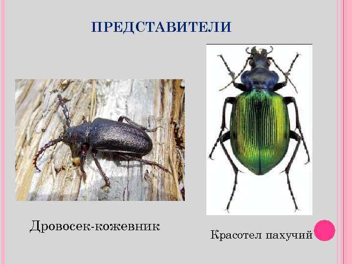 Как вывести жучков из кухонного шкафа и крупы: химические средства