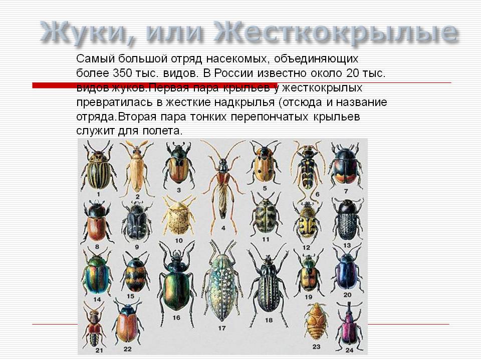 Как избавиться от бронзовки на участке: описание вредителя, чем опасен, меры профилактики, описание лучших методы борьбы - механические, народные методы и лучшие химические средства, их плюсы и минусы
