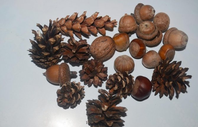 Ёжик из бутылки