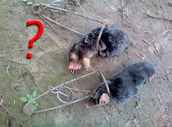 Электрическая ловушка для кротов и слепышей своими руками