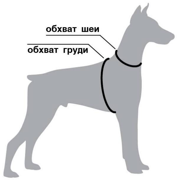 Как сделать собачью шлейку своими руками