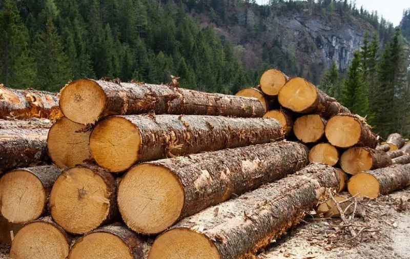 Лесная шерсть из сосновой хвои