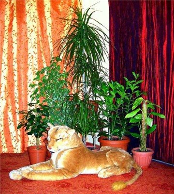 Садик в горшочке