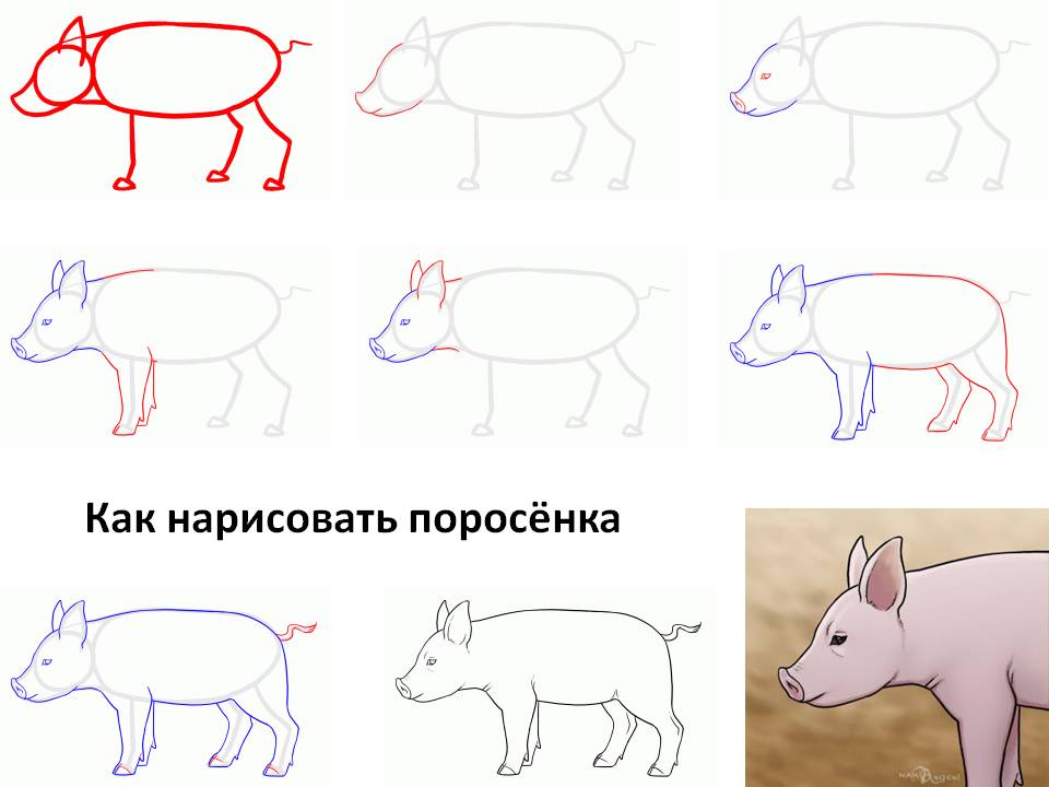 Как нарисовать свинью карандашом - три поэтапных мастер-класса для детей