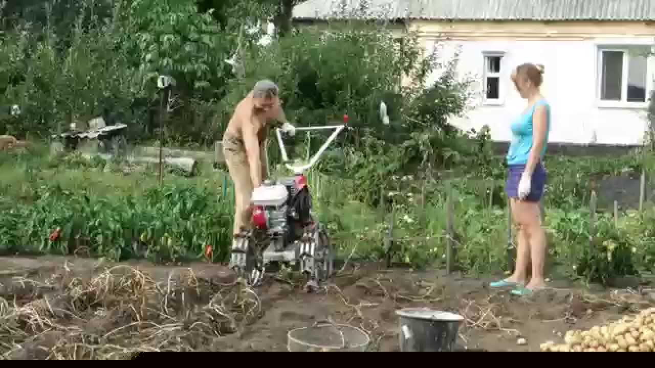 Копка картофеля мотоблоком: как убирать, пошаговая инструкция с видео, отзывы
